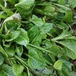 Beta vulgaris Blad