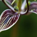 Scoliopus bigelovii Flor
