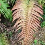 Blechnum cordatum Лист