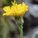 Hieracium porrifolium Fleur