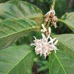 Coffea canephora Blomma
