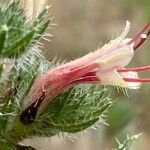 Echium asperrimum Blüte