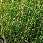 Eleocharis palustris عادت داشتن