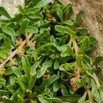 Sesamoides pygmaea Likasa