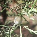 Juniperus turbinata Fruit