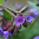 Pulmonaria affinis Květ