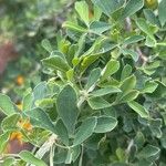 Medicago arborea Φύλλο