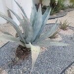 Agave havardiana Ліст