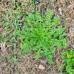 Lepidium coronopus Feuille