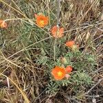 Sphaeralcea coccinea Flower
