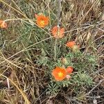 Sphaeralcea coccinea 花