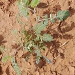 Tribulus terrestris Leaf