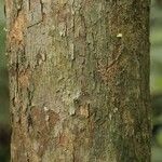 Pouteria grandis Bark