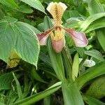 Paphiopedilum spp. Цвят