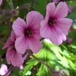 Geranium maderense Flor