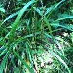 Carex pendula叶