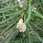 Podocarpus novae-caledoniae Blüte