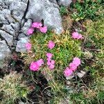 Dianthus alpinus Fleur