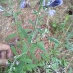 Scutellaria integrifolia 葉