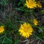 Buphthalmum salicifoliumFloare