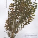 Astragalus caprinus Ďalší