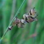 Carex panicea फूल