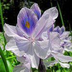 Pontederia crassipes Цвят