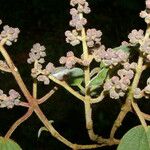 Miconia costaricensis Цвят