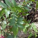 Rubus fraxinifolius পাতা