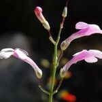 Penstemon ambiguus Flor