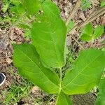 Staphylea trifolia Leaf