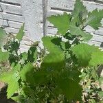 Chenopodium ficifolium Leaf