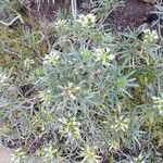Echium brevirame Staniste