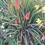 Kniphofia × praecox फूल