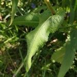 Cichorium endivia 葉