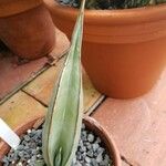 Dracaena hanningtonii Leaf