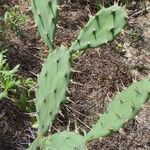 Opuntia stricta Лист