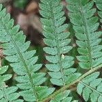 Polystichum setiferum Leaf