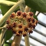 Hoya kerrii Floare