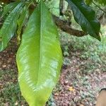 Syzygium aromaticum Leaf