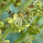 Quercus pubescens Fleur