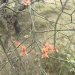 Capparis decidua Flower