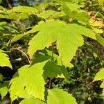 Acer caesium Deilen