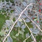 Cotoneaster franchetii Φύλλο