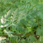 Chaerophyllum bulbosum Deilen