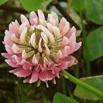 Trifolium hybridum Цветок