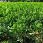 Artemisia annua عادت داشتن