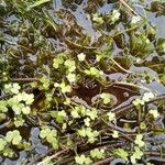 Ranunculus hederaceus Leaf