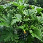 Cucurbita pepo 整株植物