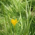 Zephyranthes citrina Hábito